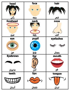Preview of English to Arabic Body Parts ESL Vocabulary Flashcards