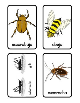 English/Spanish Bugs Memory Cards and Flash Cards by Marina's Little People