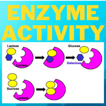 Preview of Enzyme Activity