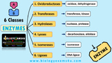 Enzyme Classification 6 Classes Power Point, Notes and Worksheets