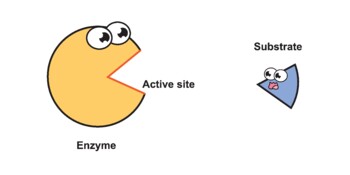 Preview of Enzyme Function Mechanism.