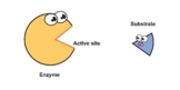 Enzyme Function Mechanism.