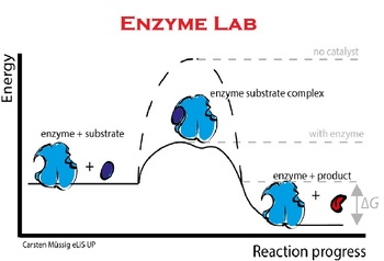 Preview of Enzyme Lab