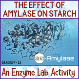 Enzyme Lab The Effect of Amylase on Starch