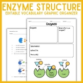 Enzyme Structure Vocabulary Graphic Organizer | Biology Notes