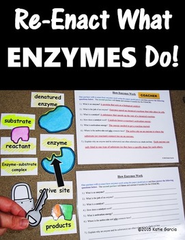 Preview of Enzymes