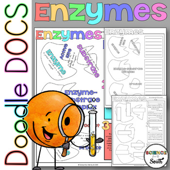 Preview of Enzymes Doodle Docs