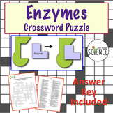 Enzymes Crossword Puzzle