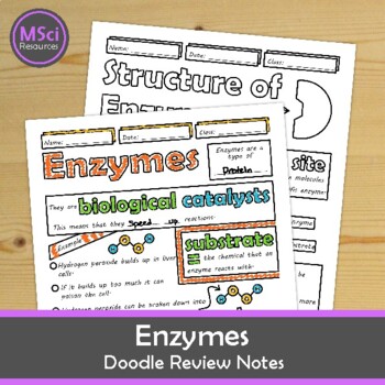 Preview of Enzymes Doodle Sheet Visual Notes Worksheets Biology Lesson Activity