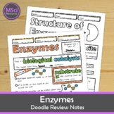 Enzymes Doodle Sheet Visual Notes Worksheets Biology Lesso