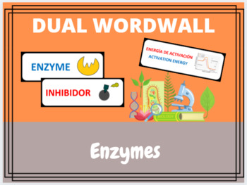 Preview of Enzymes Dual Word Wall