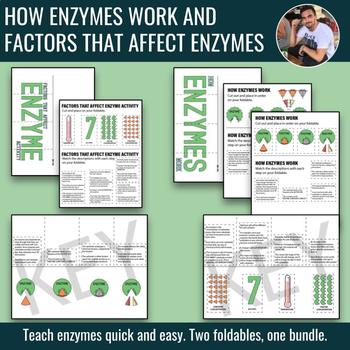 Preview of Enzymes Foldable Two-Pack