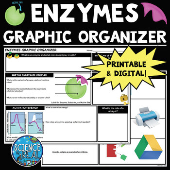 Preview of Enzymes Graphic Organizer