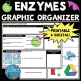 Enzymes Graphic Organizer Digital & Printable