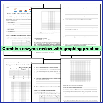 enzymes graphing critical thinking and calculating reaction rates worksheet answers