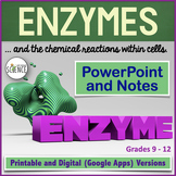 Enzymes PowerPoint and Notes