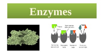 Preview of Enzymes Powerpoint Lesson(Editable)