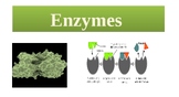 Enzymes Powerpoint Lesson(Editable)