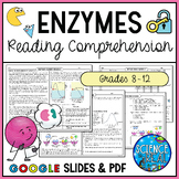 Enzymes Reading Comprehension and Questions