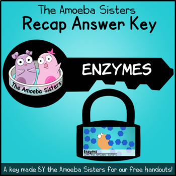 Preview of Enzymes Recap Answer Key by The Amoeba Sisters