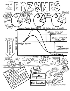 Enzymes Sketch Notes Doodle Notes W/Teacher's Guide & Student Notes!! 2 ...