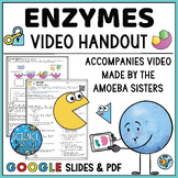Enzymes Amoeba Sisters Video Handout