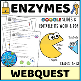 Enzymes Webquest - Editable MS Word, PDF, & Google Slides