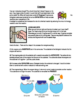 Preview of Enzymes Worksheet