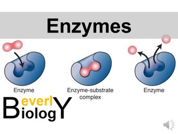 Preview of Enzymes and Catalysts PowerPoint (+ free student handout)