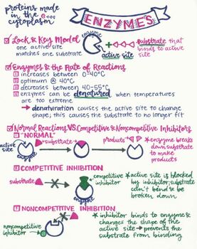 Preview of Enzymes sketchnotes