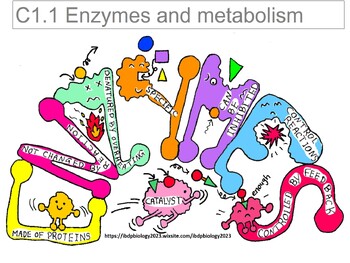 Preview of Enzymes structure, function, control, and significance.
