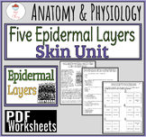 Epidermis Layers: Reading/Coloring/Quiz PDF