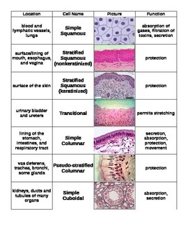 Preview of Epithelial Cut & Paste Review