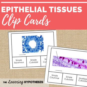 Preview of Epithelial Tissue Activity