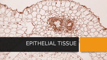 Preview of Epithelial Tissue PowerPoint (Anatomy and Physiology)