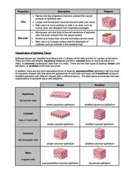 types of epithelial cells