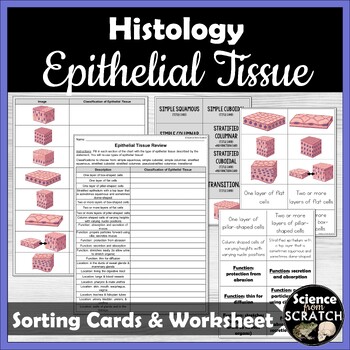Preview of Epithelial Tissues Review Activities: Worksheet and Sorting Cards