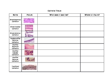 Preview of Epithelial Tissues Table Worksheet
