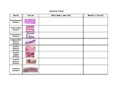 Epithelial Tissues Table Worksheet