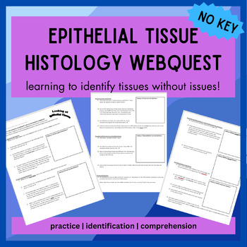 Preview of Epithelial Tissues Histology WebQuest + NO KEY | Integumentary System, A&P