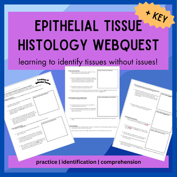 Preview of Epithelial Tissues Histology WebQuest + KEY | Integumentary System, A&P