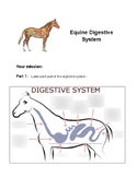 Equine/Animal Science/Agriculture - Horse Digestive system