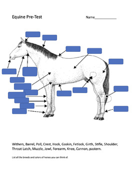Preview of Animal Science- Equine Pre-Test 