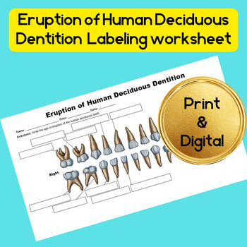 Preview of Eruption of Human Deciduous Dentition Labeling Worksheet