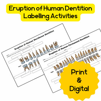 Preview of Eruption of Human Dentition Labelling Activities Bundle