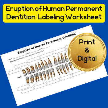 Preview of Eruption of Human Permanent Dentition Labeling Worksheet