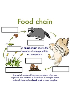 Food chain by Ane González Peña | TPT