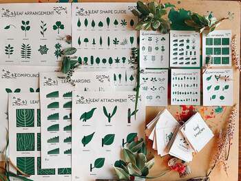 Preview of Essential Leaf Classification and Morphology Guide | Leaf Shape, Identification