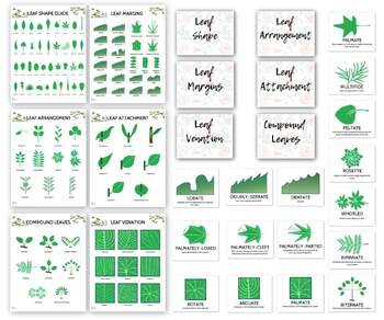 identification of leaves by shape