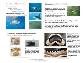 Preview of Cartilaginous Fish and Shark Dissection - Unit 12